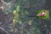 zákonem chráněná rostlina Lilium martagon PICT0001.JPG